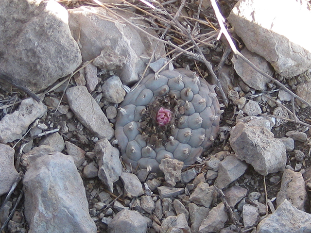 Lophophora williamsii (Peyote) #76666