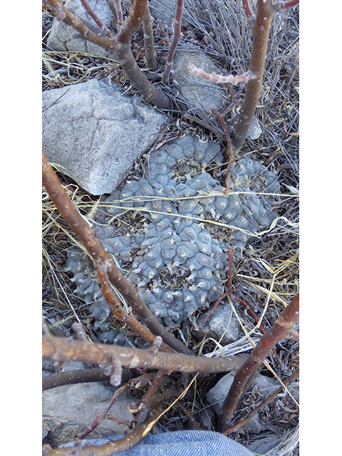 Lophophora williamsii (Peyote) #76670