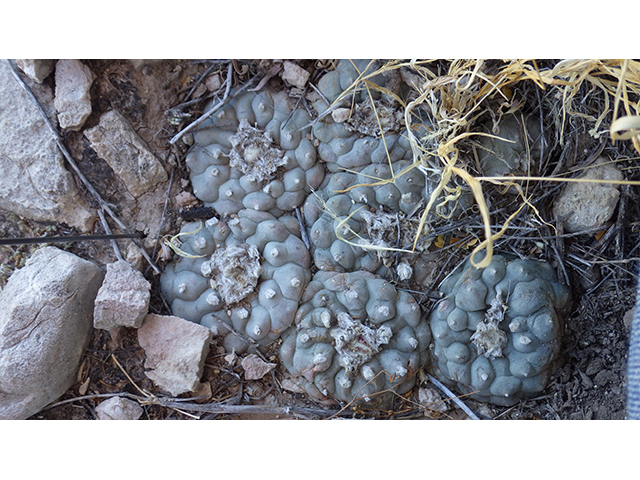 Lophophora williamsii (Peyote) #76672