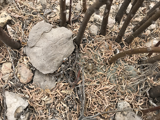 Lophophora williamsii (Peyote) #76675