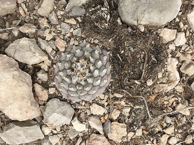 Lophophora williamsii (Peyote) #76676