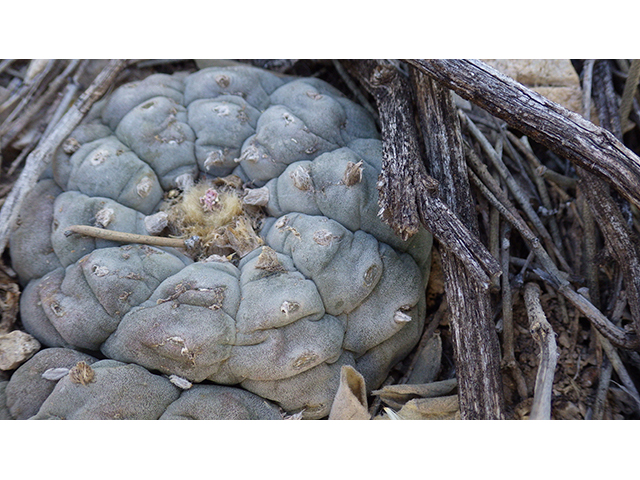 Lophophora williamsii (Peyote) #76679