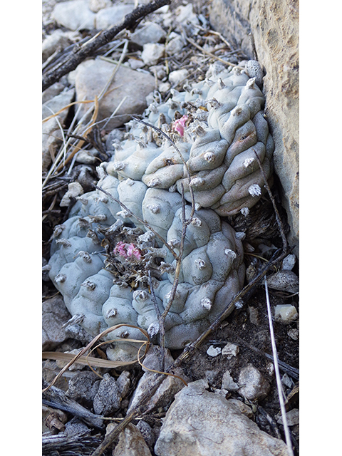 Lophophora williamsii (Peyote) #76680