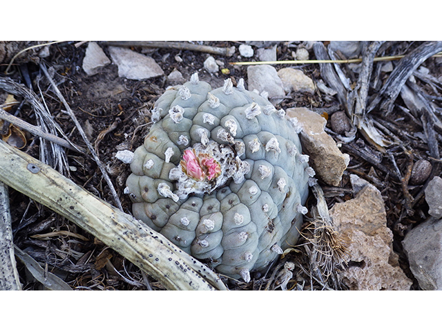 Lophophora williamsii (Peyote) #76682