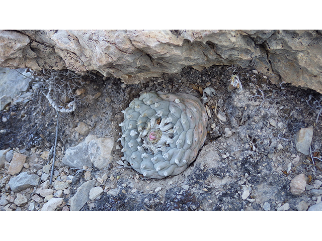 Lophophora williamsii (Peyote) #76683