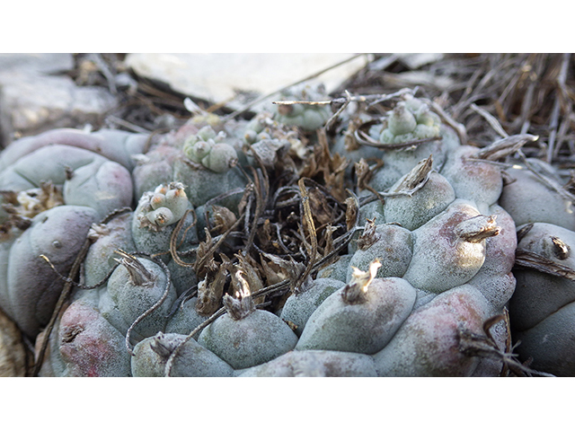 Lophophora williamsii (Peyote) #76693