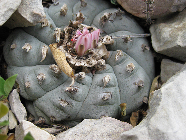 Lophophora williamsii (Peyote) #76697