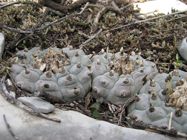 Lophophora williamsii (Peyote) #76700