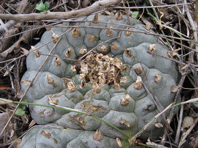 Lophophora williamsii (Peyote) #76703