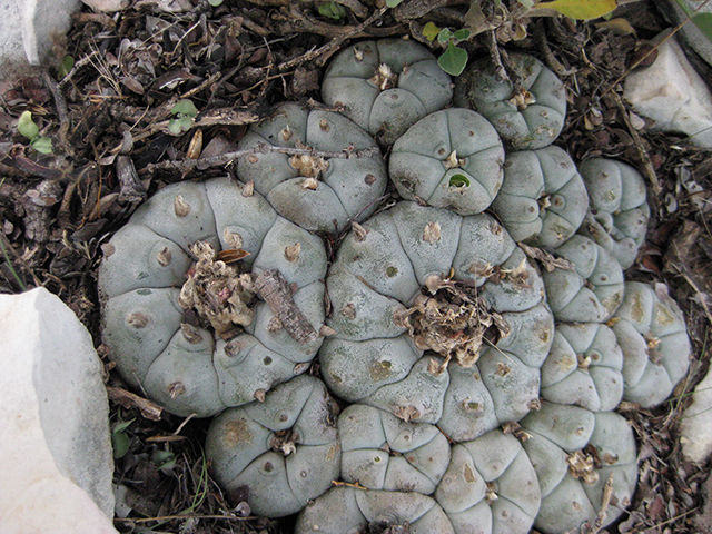 Lophophora williamsii (Peyote) #76705