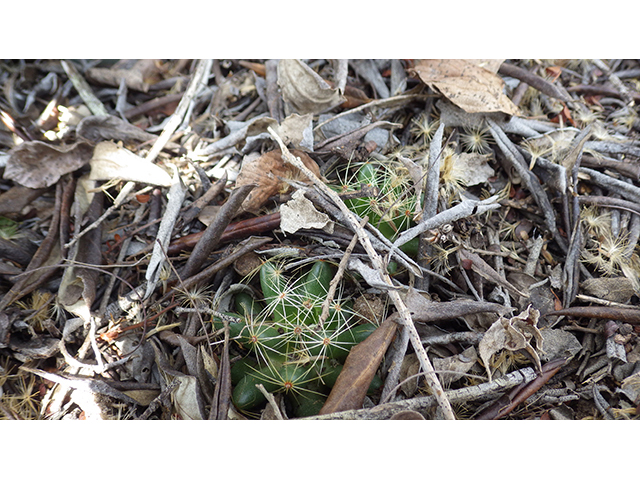 Mammillaria sphaerica (Longmamma nipple cactus) #76735