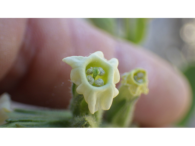 Nicotiana obtusifolia var. obtusifolia (Desert tobacco) #76754