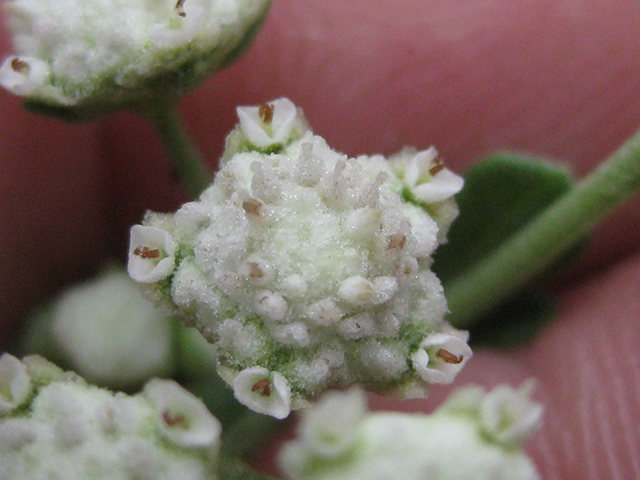 Parthenium incanum (Mariola) #76765