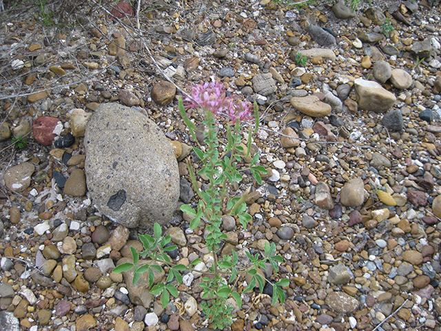 Polanisia dodecandra ssp. riograndensis (Rio grande clammyweed) #76780