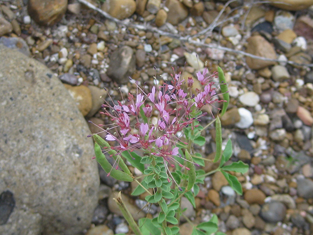 Polanisia dodecandra ssp. riograndensis (Rio grande clammyweed) #76781