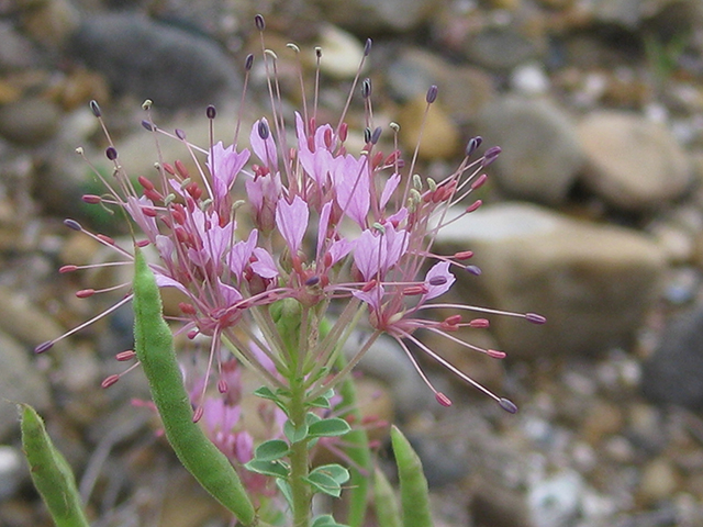 Polanisia dodecandra ssp. riograndensis (Rio grande clammyweed) #76782