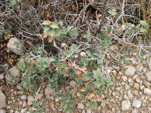 Quercus hinckleyi (Hinckley oak) #76786