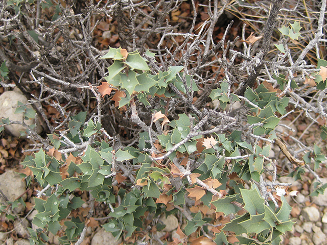 Quercus hinckleyi (Hinckley oak) #76787