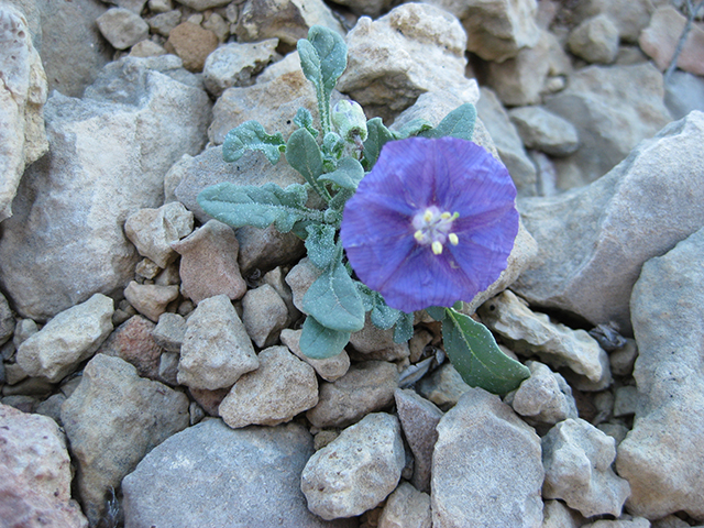 Quincula lobata (Purple groundcherry) #76792