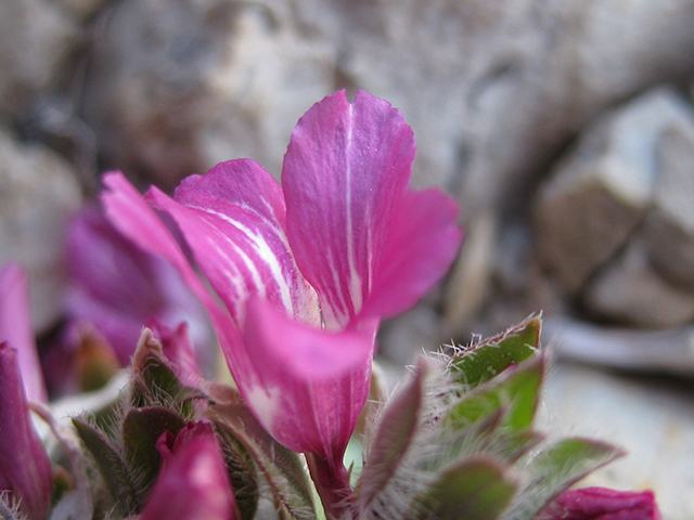 Stenandrium barbatum (Early shaggytuft) #76800