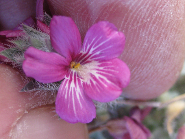 Stenandrium barbatum (Early shaggytuft) #76801