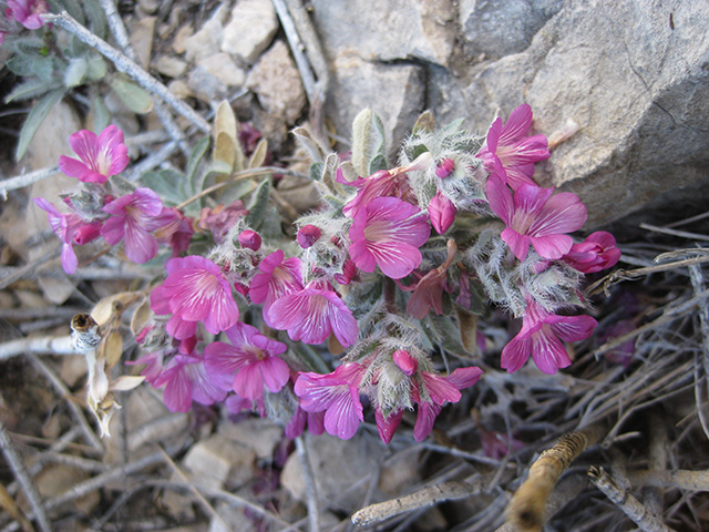 Stenandrium barbatum (Early shaggytuft) #76807