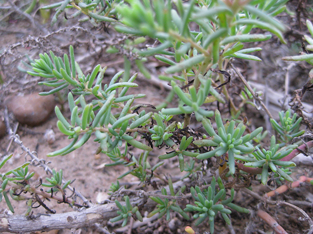 Suaeda tampicensis (Coastal seepweed) #76817