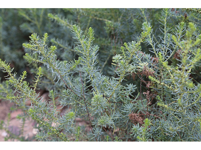 Suaeda tampicensis (Coastal seepweed) #76819