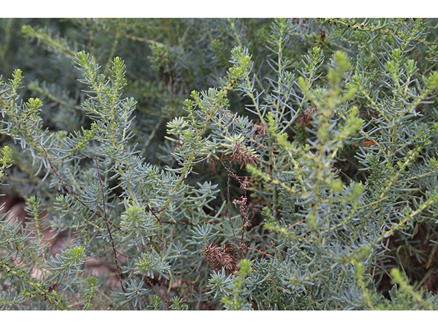 Suaeda tampicensis (Coastal seepweed) #76820