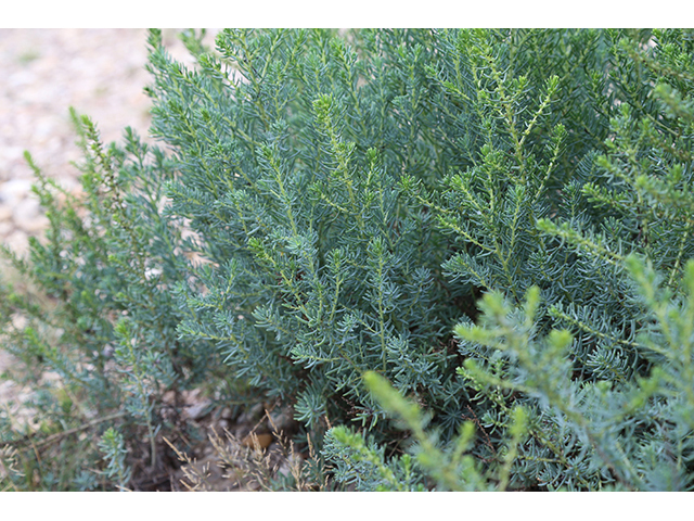 Suaeda tampicensis (Coastal seepweed) #76821