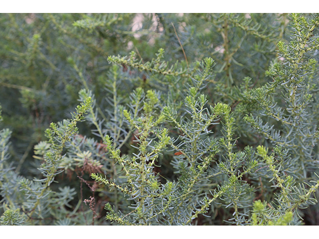 Suaeda tampicensis (Coastal seepweed) #76822