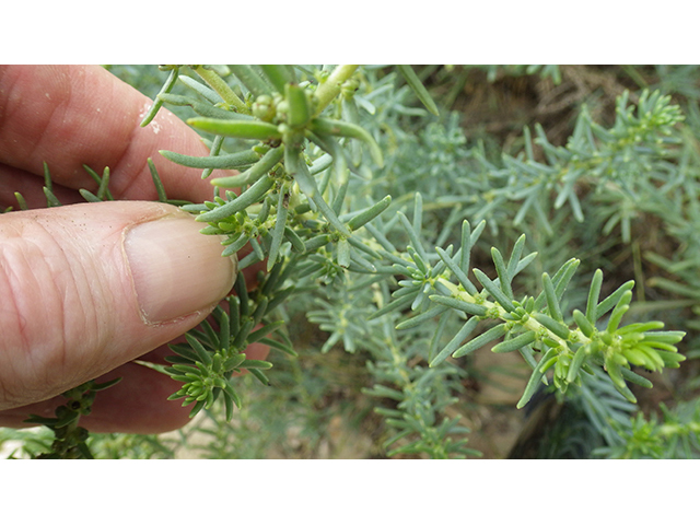 Suaeda tampicensis (Coastal seepweed) #76823