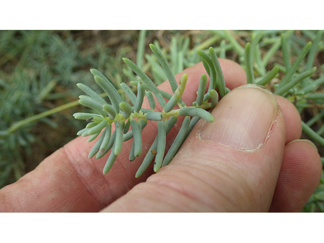 Suaeda tampicensis (Coastal seepweed) #76824