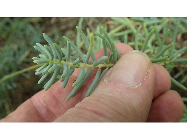 Suaeda tampicensis (Coastal seepweed) #76825