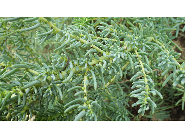 Suaeda tampicensis (Coastal seepweed) #76826