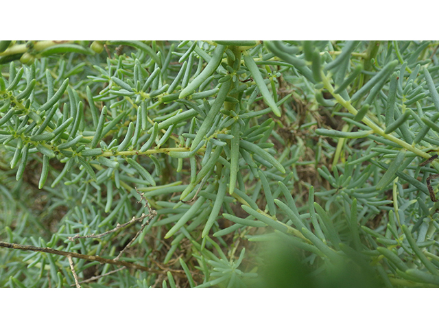 Suaeda tampicensis (Coastal seepweed) #76827