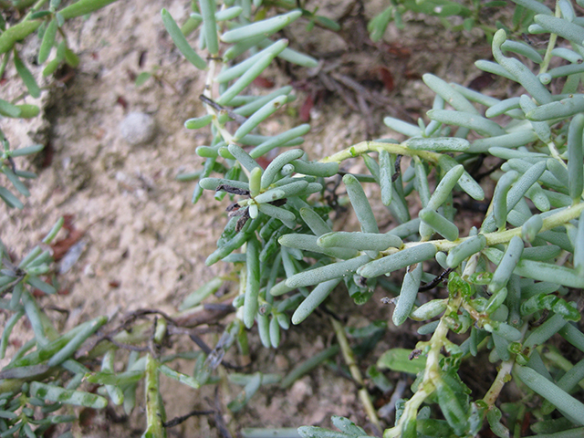 Suaeda tampicensis (Coastal seepweed) #76828