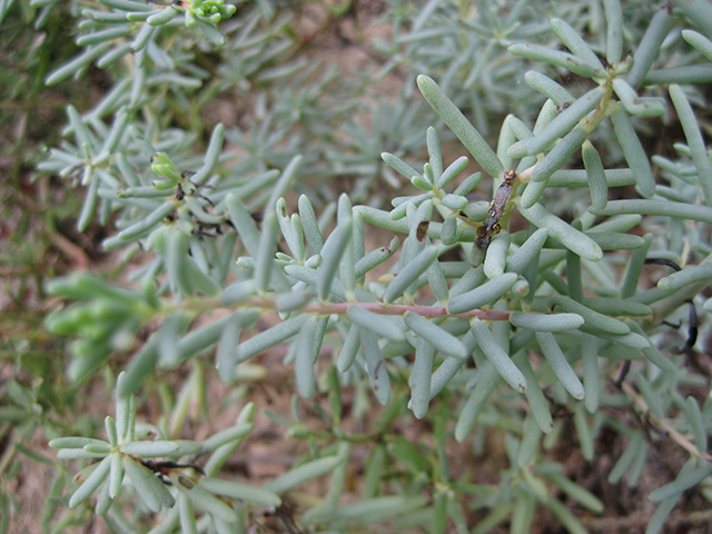 Suaeda tampicensis (Coastal seepweed) #76829