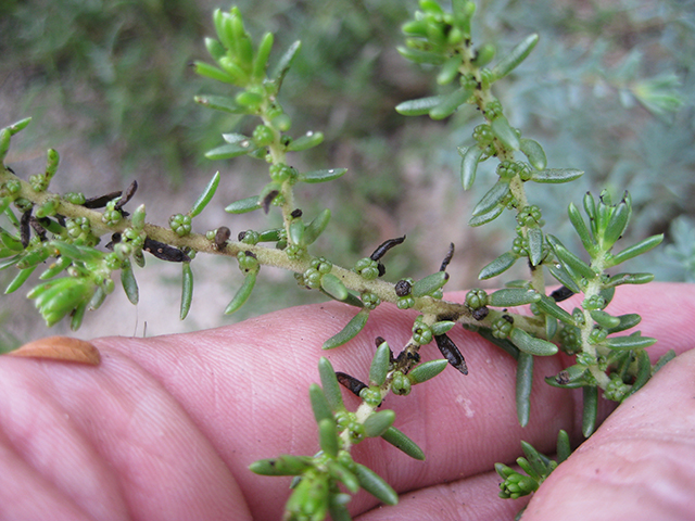 Suaeda tampicensis (Coastal seepweed) #76830