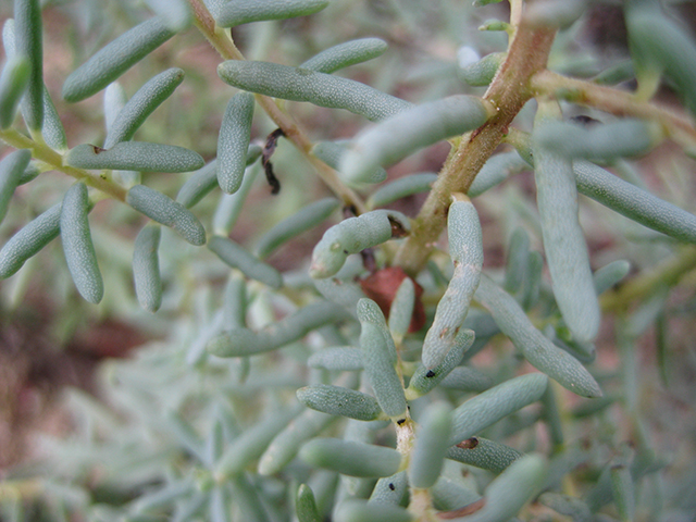 Suaeda tampicensis (Coastal seepweed) #76832