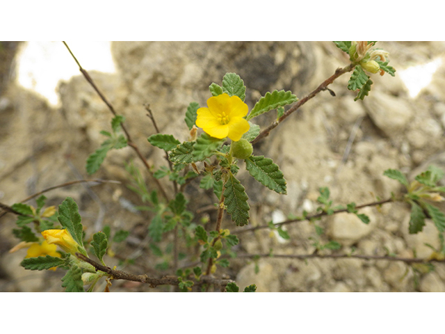 Turnera diffusa (Damiana) #76886