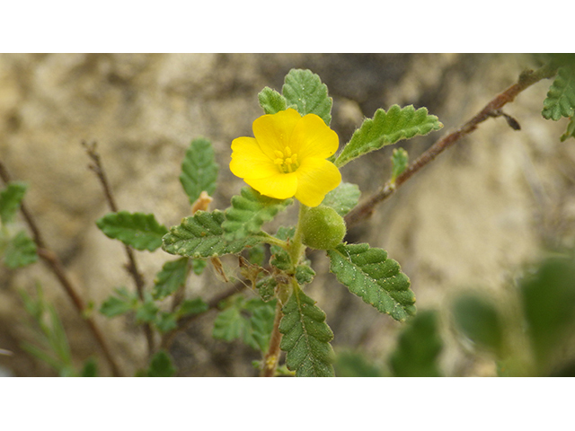 Turnera diffusa (Damiana) #76887