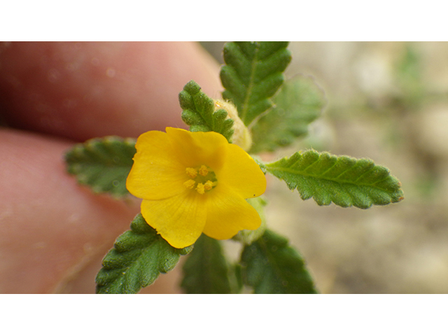 Turnera diffusa (Damiana) #76888