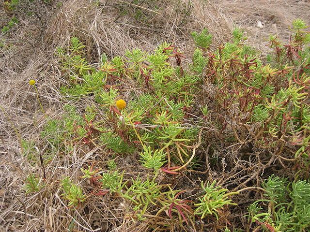 Valeriana texana (Guadalupe valerian) #76889