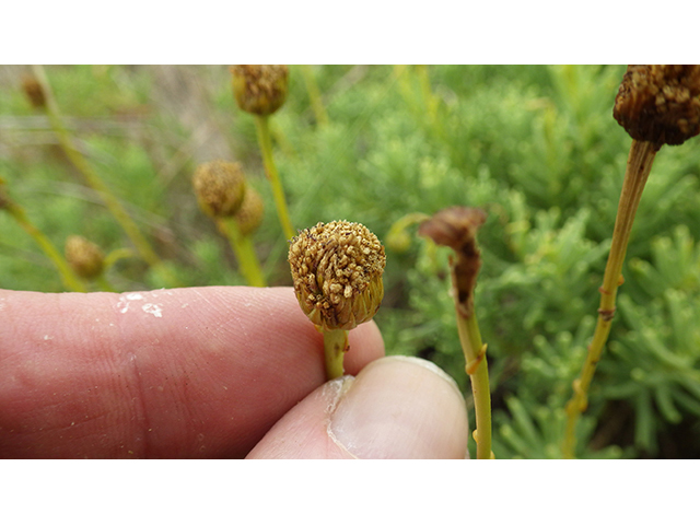 Valeriana texana (Guadalupe valerian) #76907