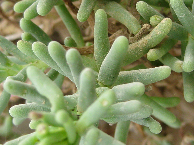 Valeriana texana (Guadalupe valerian) #76912