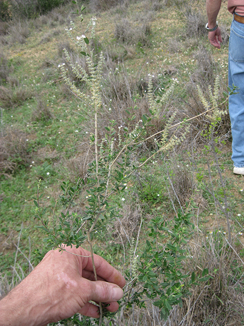 Aloysia gratissima (Whitebrush) #76917