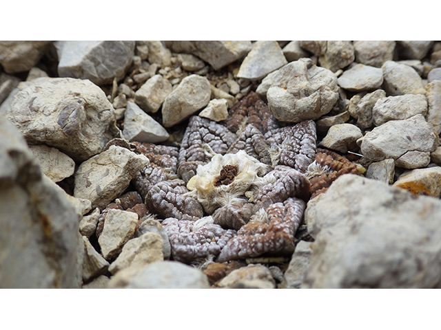 Ariocarpus fissuratus (Chautle livingrock) #76925