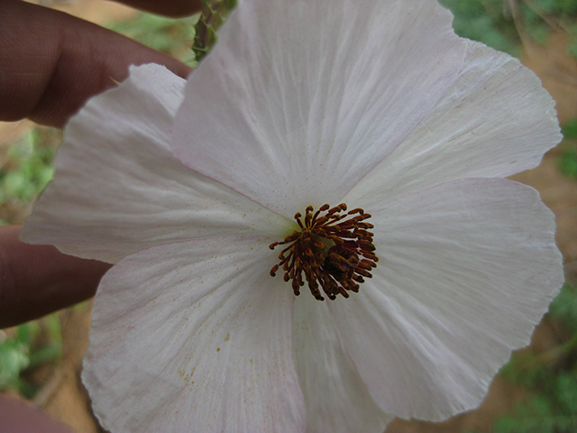 Argemone sanguinea (Red pricklypoppy) #76934