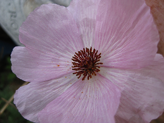 Argemone sanguinea (Red pricklypoppy) #76938